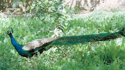 Peacock in Vrindavana